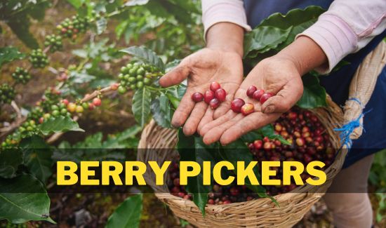 Berry Pickers Jobs in Australia Farms