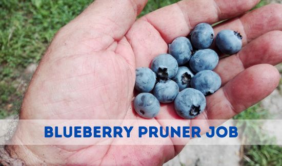 Blueberry Pruners Job Image