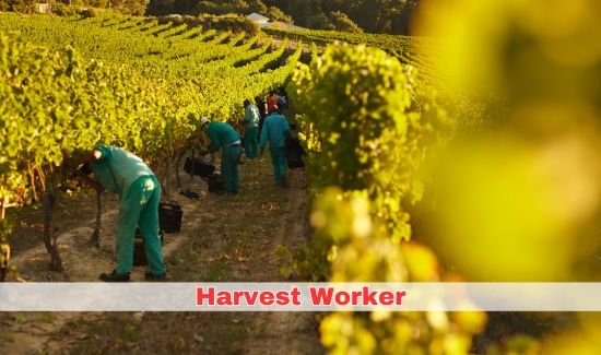 Harvest Worker Job in Canada