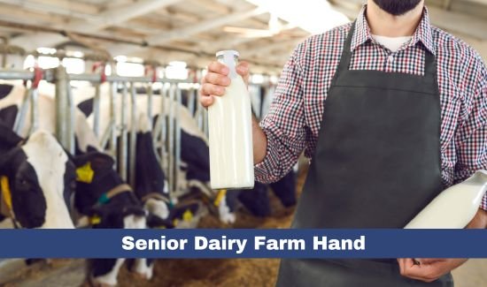 Senior Dairy Farm Hand Job in Australia