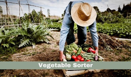 Farm Vegetable Sorter Job in Canada