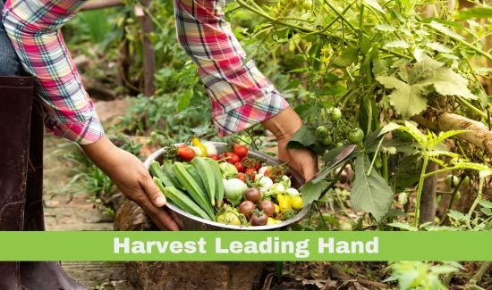 Harvest Leading Hand Job in Australia