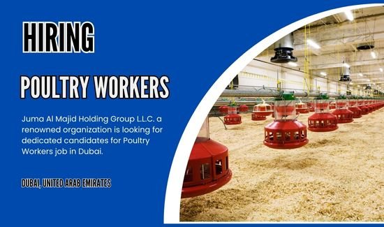 Poultry Workers Job in Dubai