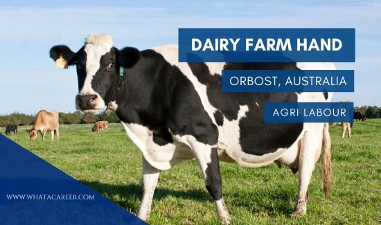 Dairy Farm Hand Job in Australia