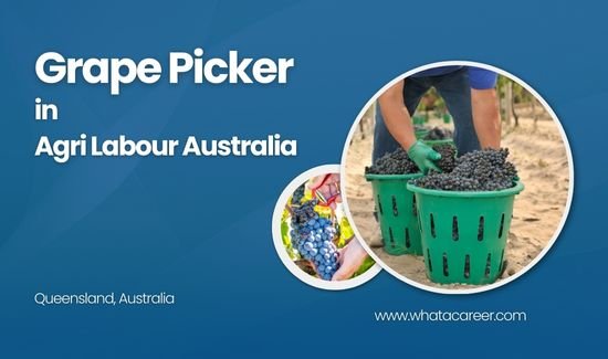 Grape Picker Job in Australia