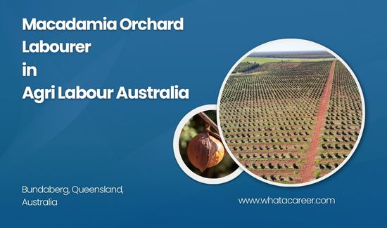 Macadamia Orchard Labourer Job Australia