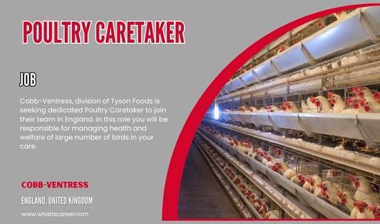 Poultry Caretaker Job in UK