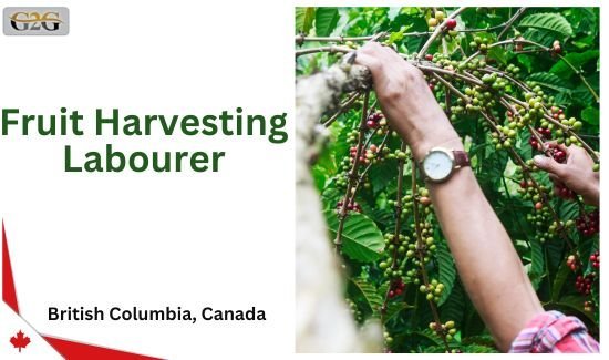 Fruit Harvesting Labourer in Canada